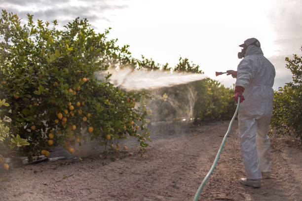 Best Termite Control Services  in Blawnox, PA