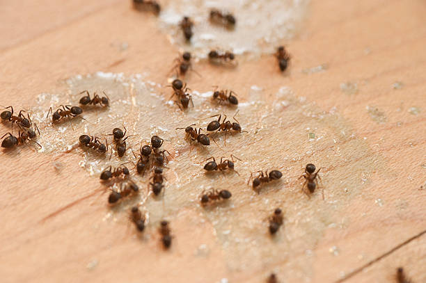 Best Bed Bug Extermination  in Blawnox, PA